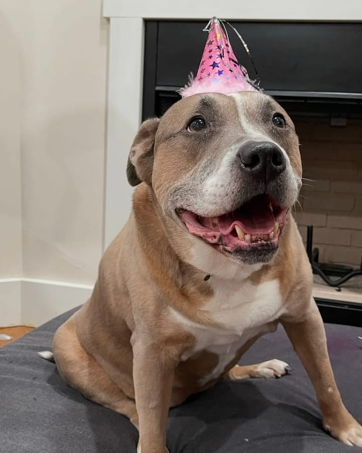Lily, the senior dog who inspired Lily's Second Chance, smiling in a party hat